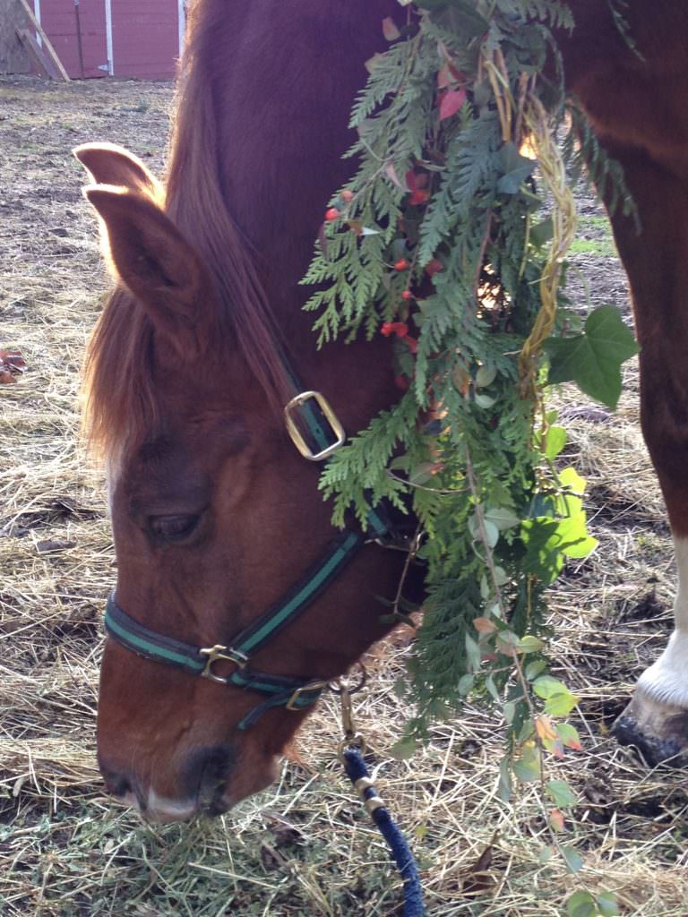 Horse